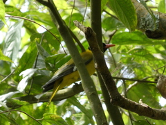 Oriolus brachyrynchus