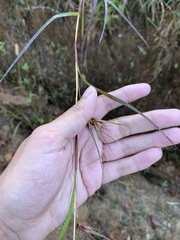 Themeda arguens