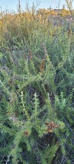 Acanthogilia gloriosa