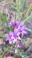 Thereianthus spicatus