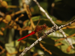 Rhodothemis lieftincki