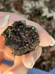 Callirhytis quercuscornigera