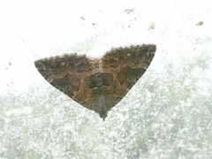 Hydriomena deltoidata