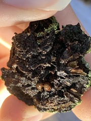 Callirhytis quercuscornigera