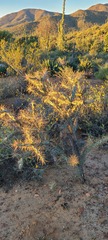 Cylindropuntia molesta