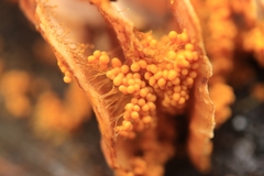 Badhamia utricularis