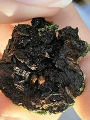 Callirhytis quercuscornigera