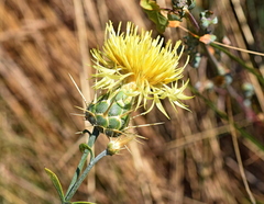 Centaurea salonitana