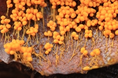 Badhamia utricularis