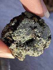 Callirhytis quercuscornigera