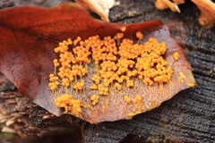 Badhamia utricularis