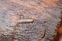 Arion intermedius