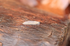 Arion intermedius