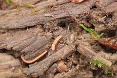 Polydesmus angustus