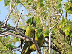 Psittacara holochlorus