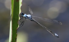 Lestes sigma