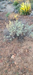 Ambrosia chenopodiifolia