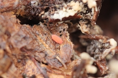 Bilobella braunerae