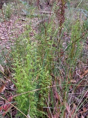 Lindsaea microphylla