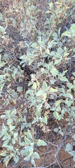 Ambrosia chenopodiifolia