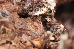 Bilobella braunerae