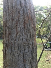 Eucalyptus robusta