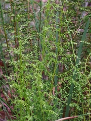 Lindsaea microphylla