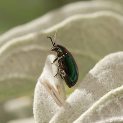 Alticina