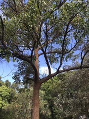 Eucalyptus robusta