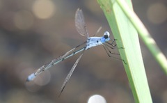 Lestes sigma