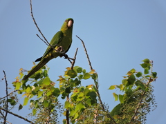 Psittacara holochlorus