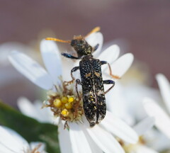 Scrobiger splendidus