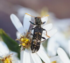 Scrobiger splendidus