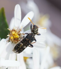 Scrobiger splendidus