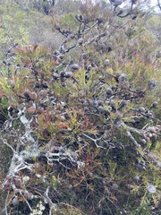 Isopogon anethifolius