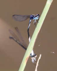 Enallagma semicirculare