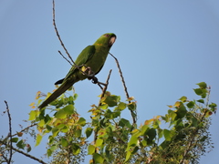 Psittacara holochlorus