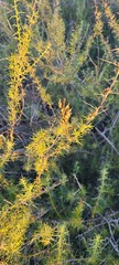 Acanthogilia gloriosa