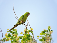 Psittacara holochlorus