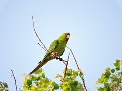 Psittacara holochlorus