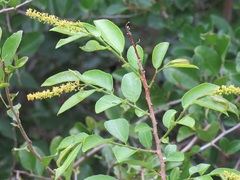 Sclerocroton integerrimus