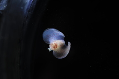 Gastropteron pacificum