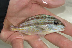 Orthopristis chrysoptera