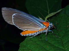 Aganainae