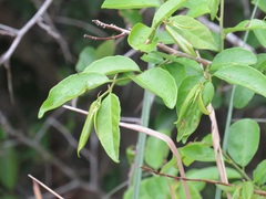 Sclerocroton integerrimus