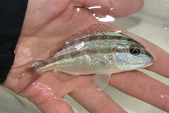 Orthopristis chrysoptera