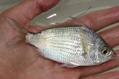 Eucinostomus gula