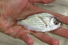 Eucinostomus gula