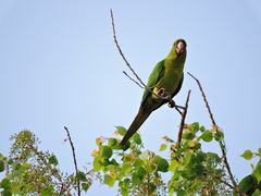 Psittacara holochlorus