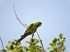 Psittacara holochlorus